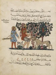 Folio de una traducción árabe de la Materia Médica de Dioscórides